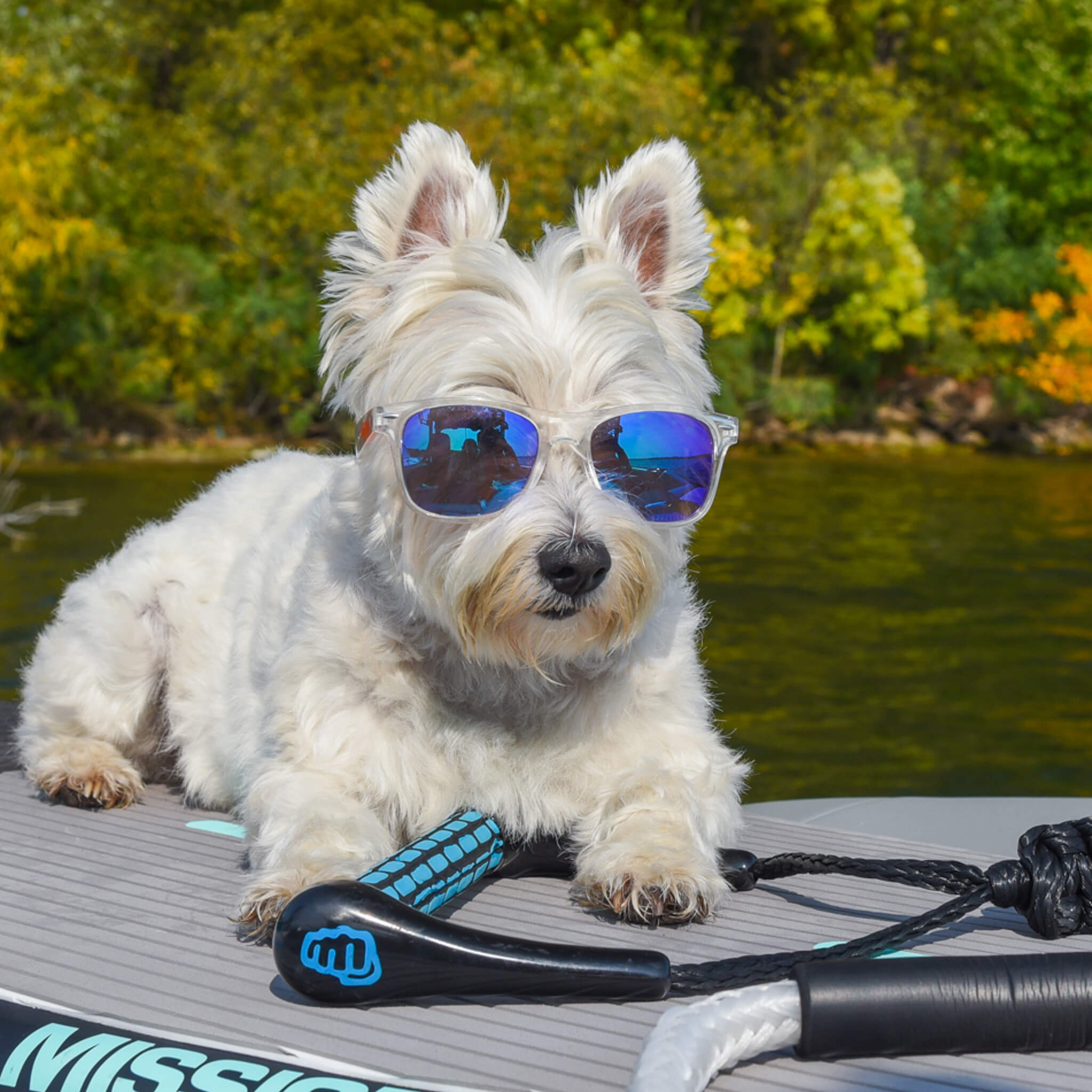 Dog wearing clear frame sunglasses from Mission