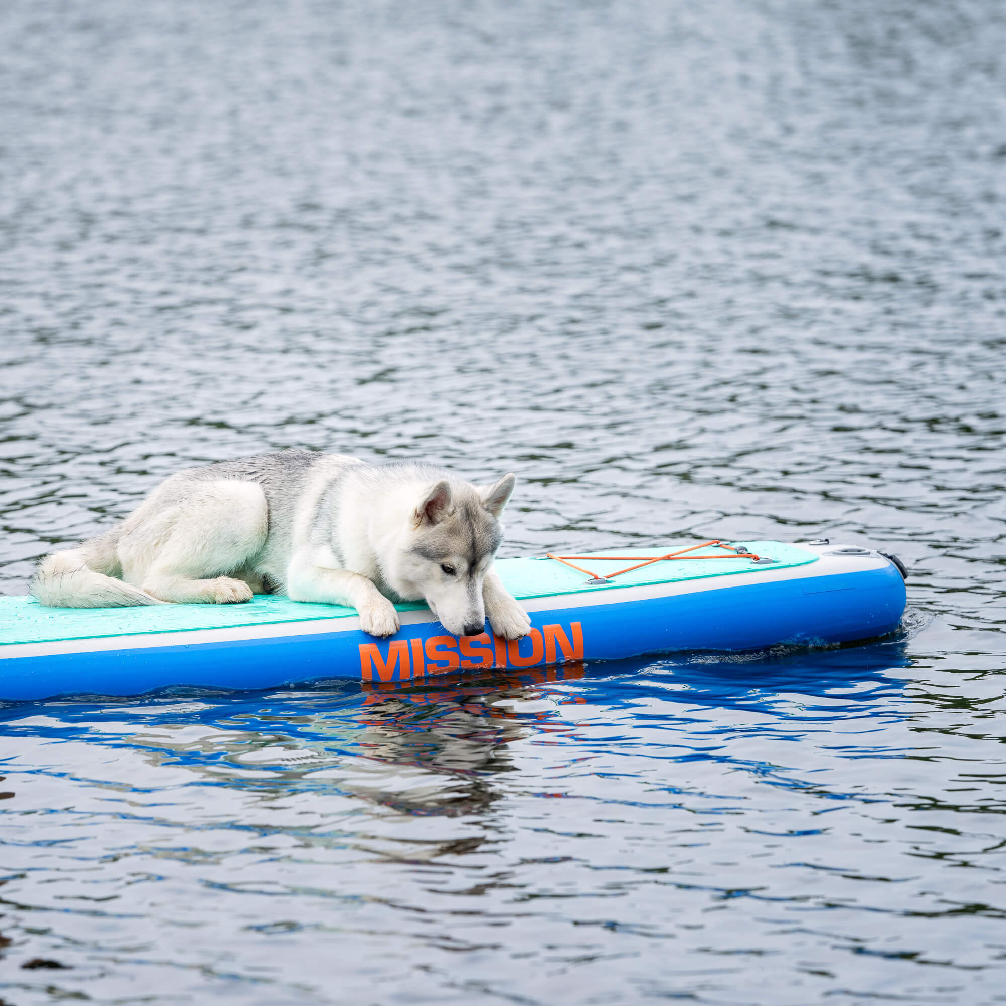 dog on ZEN Inflatable SUP